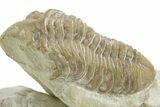 Kainops Trilobite - Black Cat Mountain, Oklahoma #376955-2